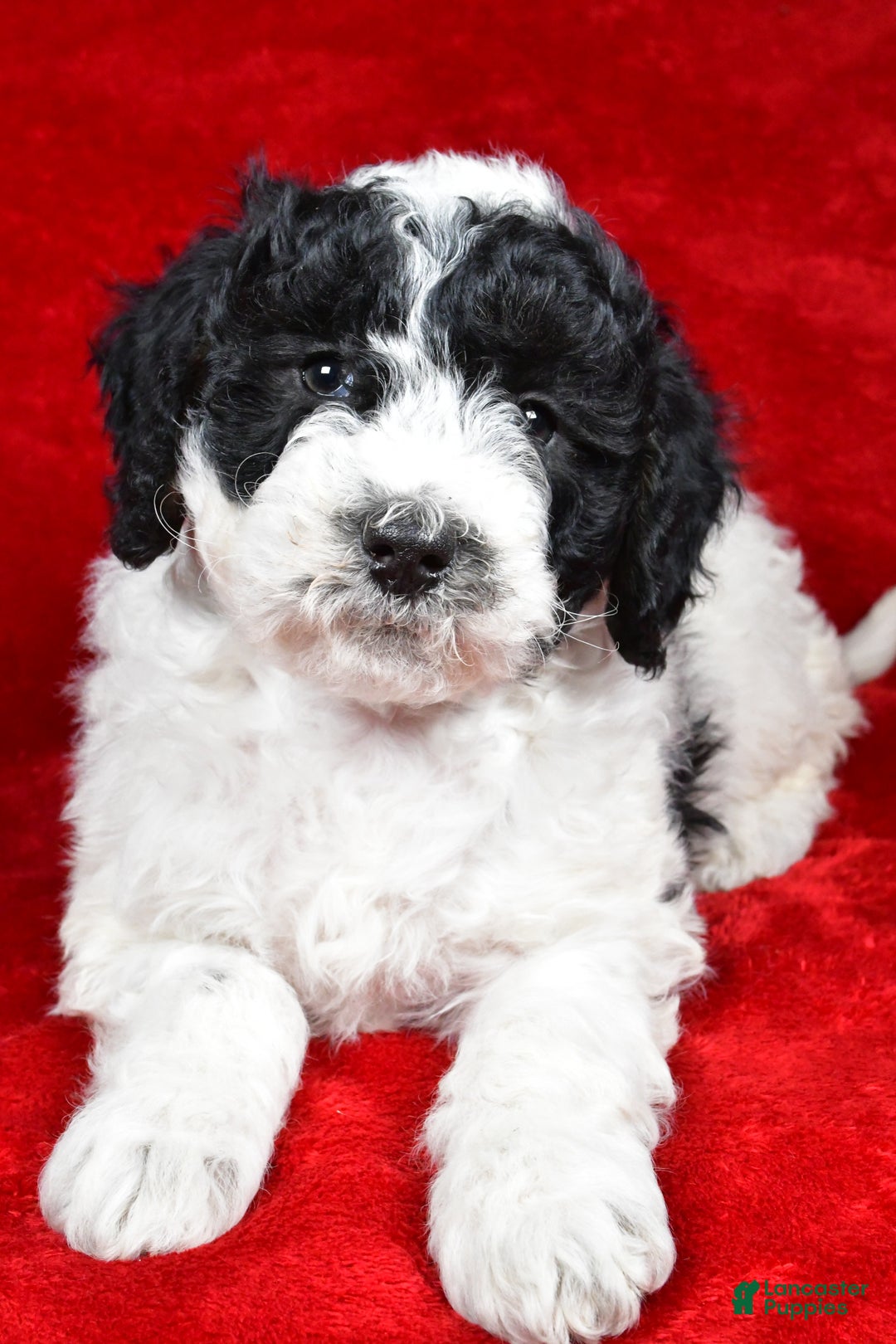 Mixed Breed dogs for sale: Sophie  - Ad 5