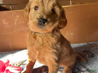 Mini Goldendoodle dogs Liberty - Ad 32