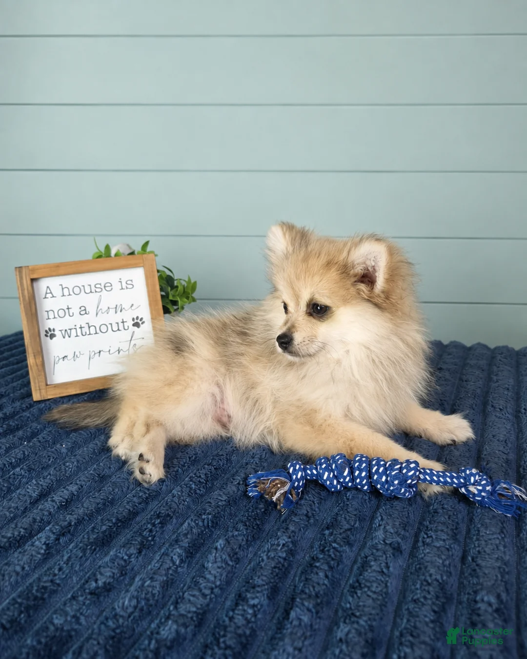Pomeranian dogs for sale: Caspian  - Ad 2