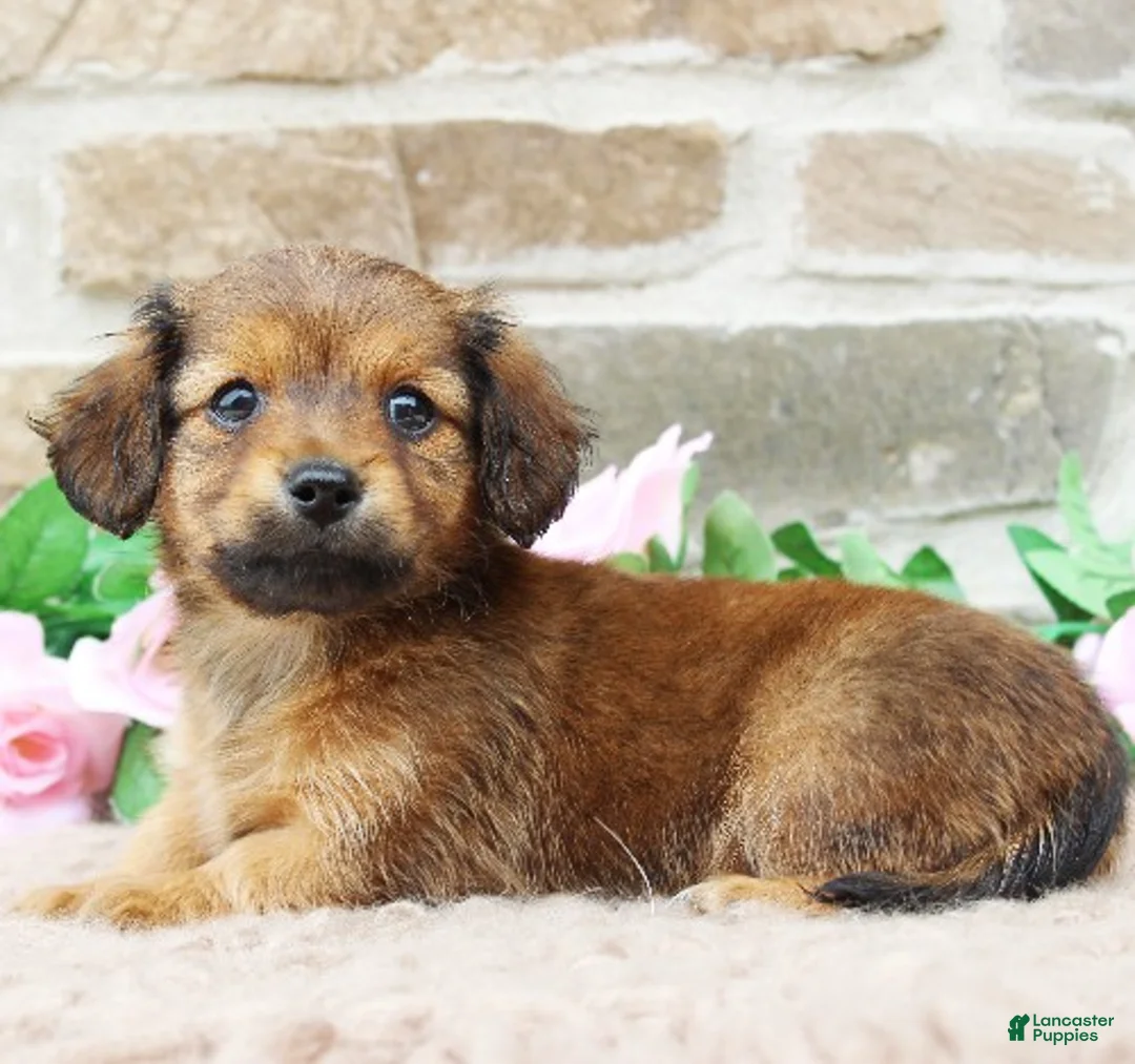 Miniature Dachshund dogs for sale: Paxton - Ad 1