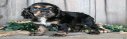 Cocker Spaniel dogs for sale: Daphne - Ad 2