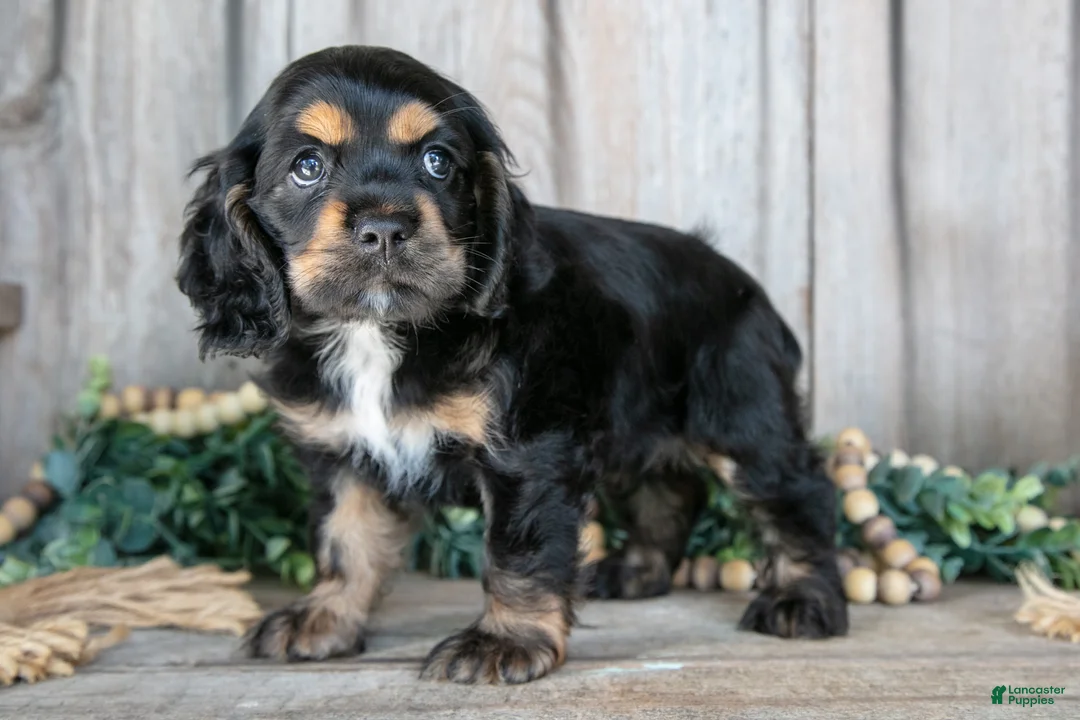 Cocker Spaniel dogs for sale: Daphne - Ad 2