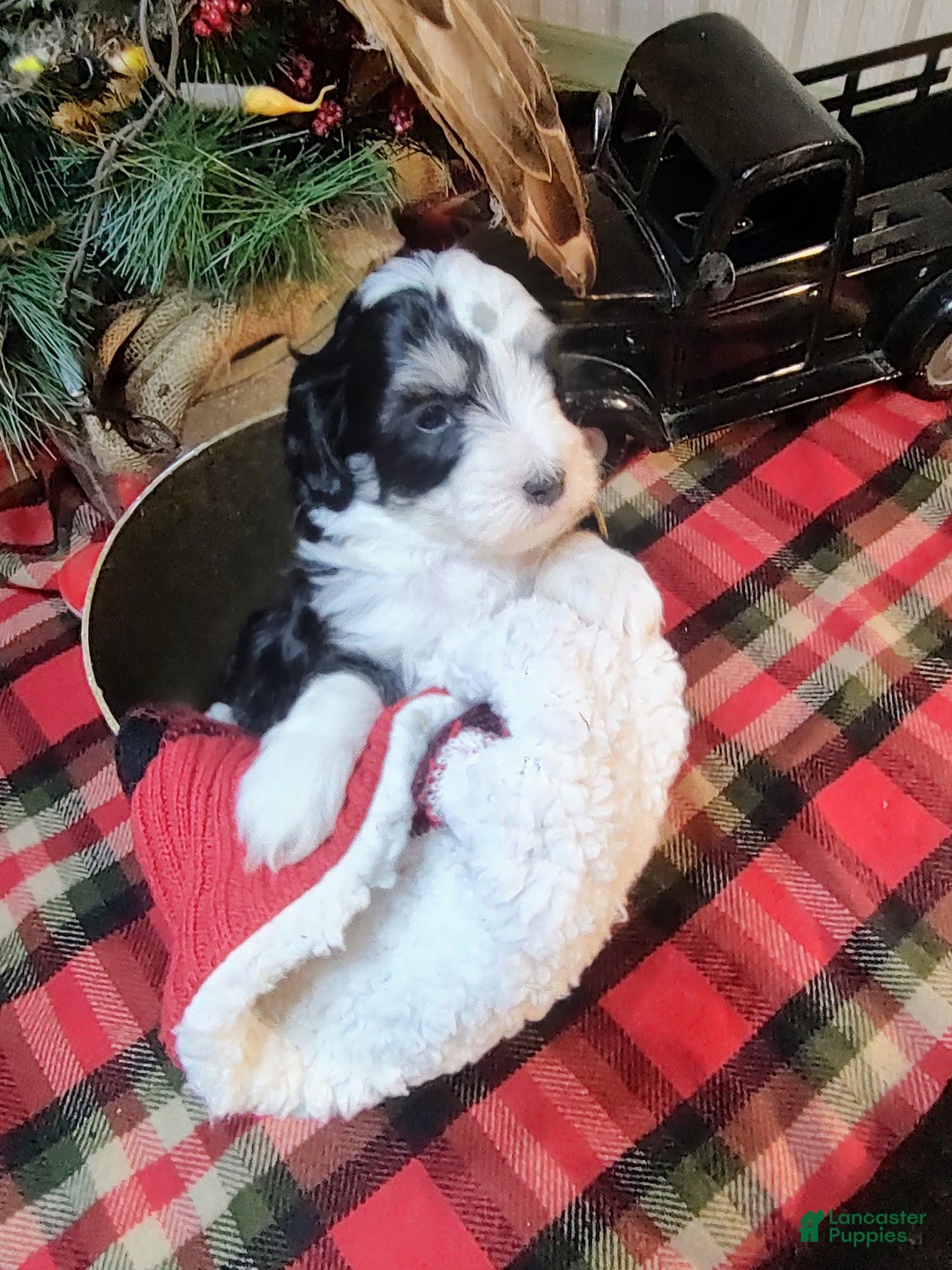 Mini Sheepadoodle dogs for sale: Beau  - Ad 5