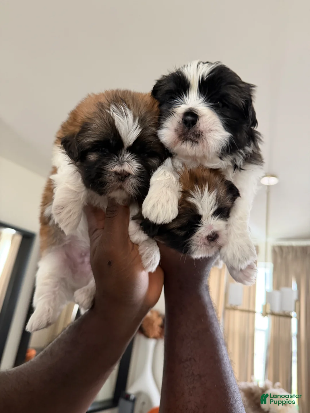 Shih Tzu dogs for sale: Thunder 🐾 | Male - Price Negotiable - Ad 9