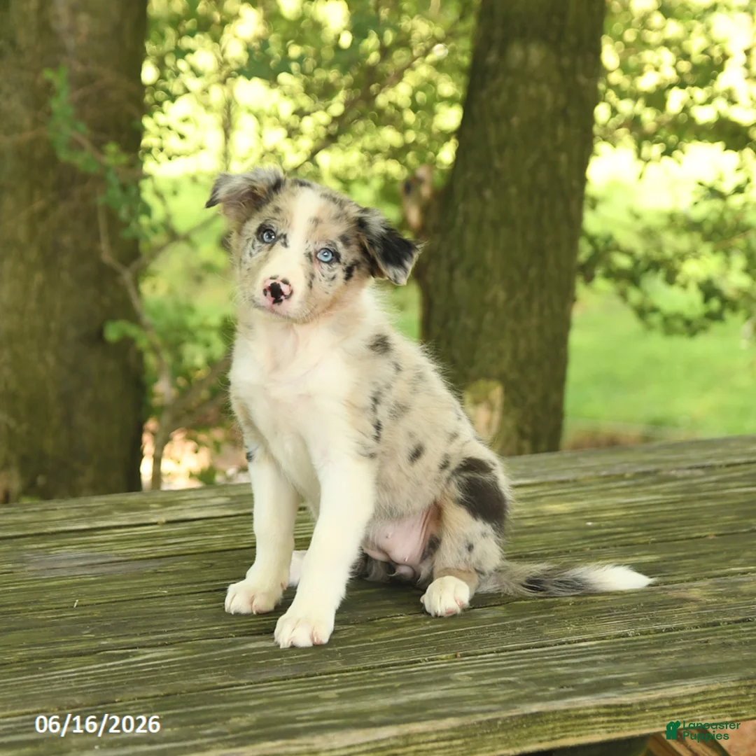 Border Collie dogs for sale: Fern - Ad 1
