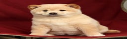 Shiba Inu dogs for sale: Jodie - Ad 6