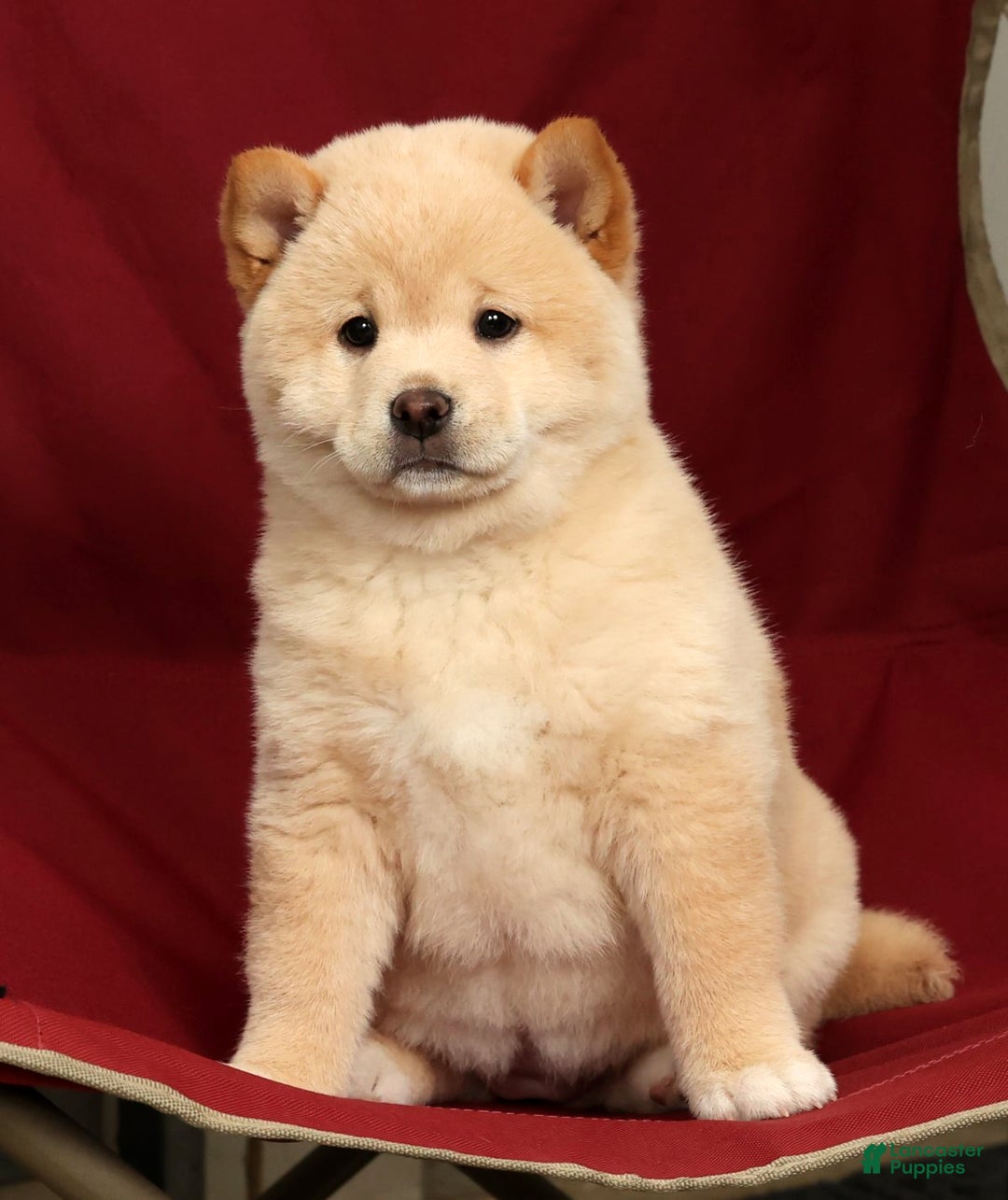 Shiba Inu dogs for sale: Jodie - Ad 6