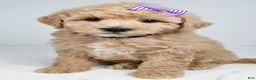 Mini Goldendoodle dogs for sale: Nancy - Ad 7