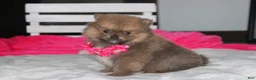 Pomeranian dogs for sale: Zara - Ad 5