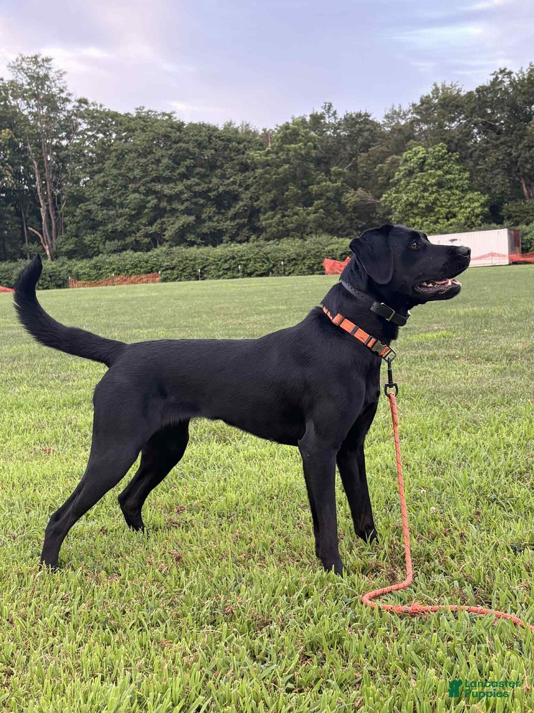 Labrador Retriever dogs for sale: Maple- Chocolate - Ad 2