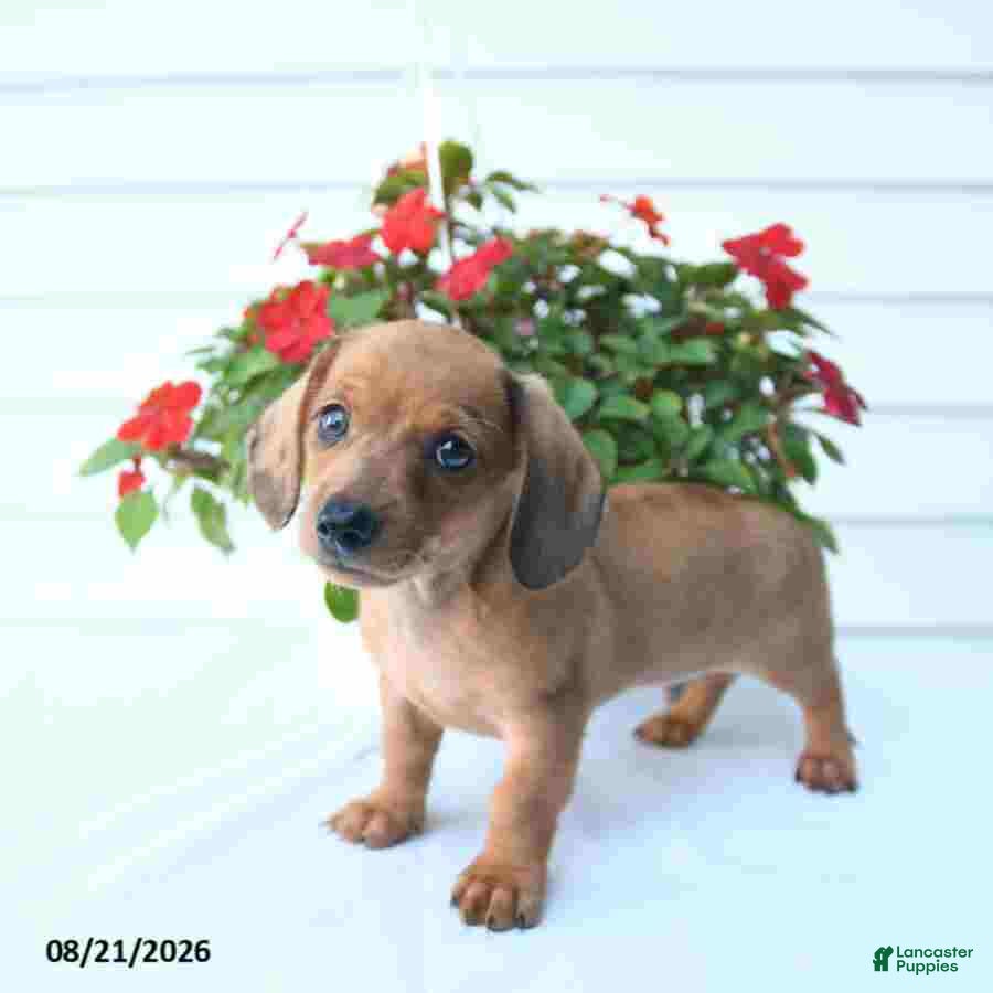 Miniature Dachshund dogs Bud - Ad 2