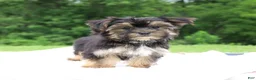 Morkie dogs for sale: Kylee - Ad 4
