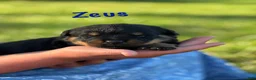 Rottweiler dogs for sale: Zeus w LONG TAIL  - Ad 3