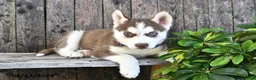 Siberian Husky dogs for sale: Chance - Ad 2
