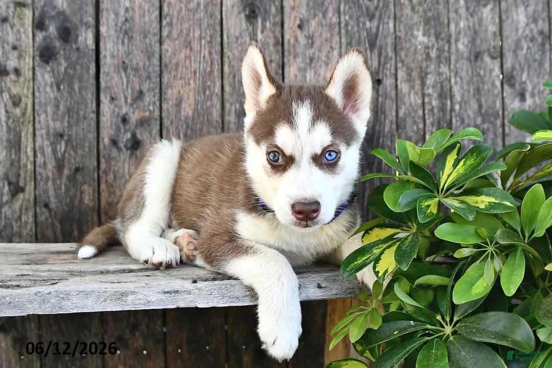 Siberian Husky dogs for sale: Chance - Ad 2