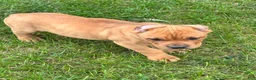 Cane Corso dogs for sale: Cane Corso 3 - Ad 2
