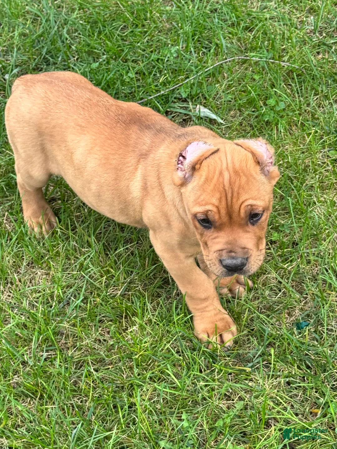 Cane Corso dogs for sale: Cane Corso 3 - Ad 2