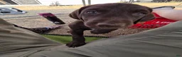 German Shorthaired Pointer dogs for sale: Smooch - Ad 4