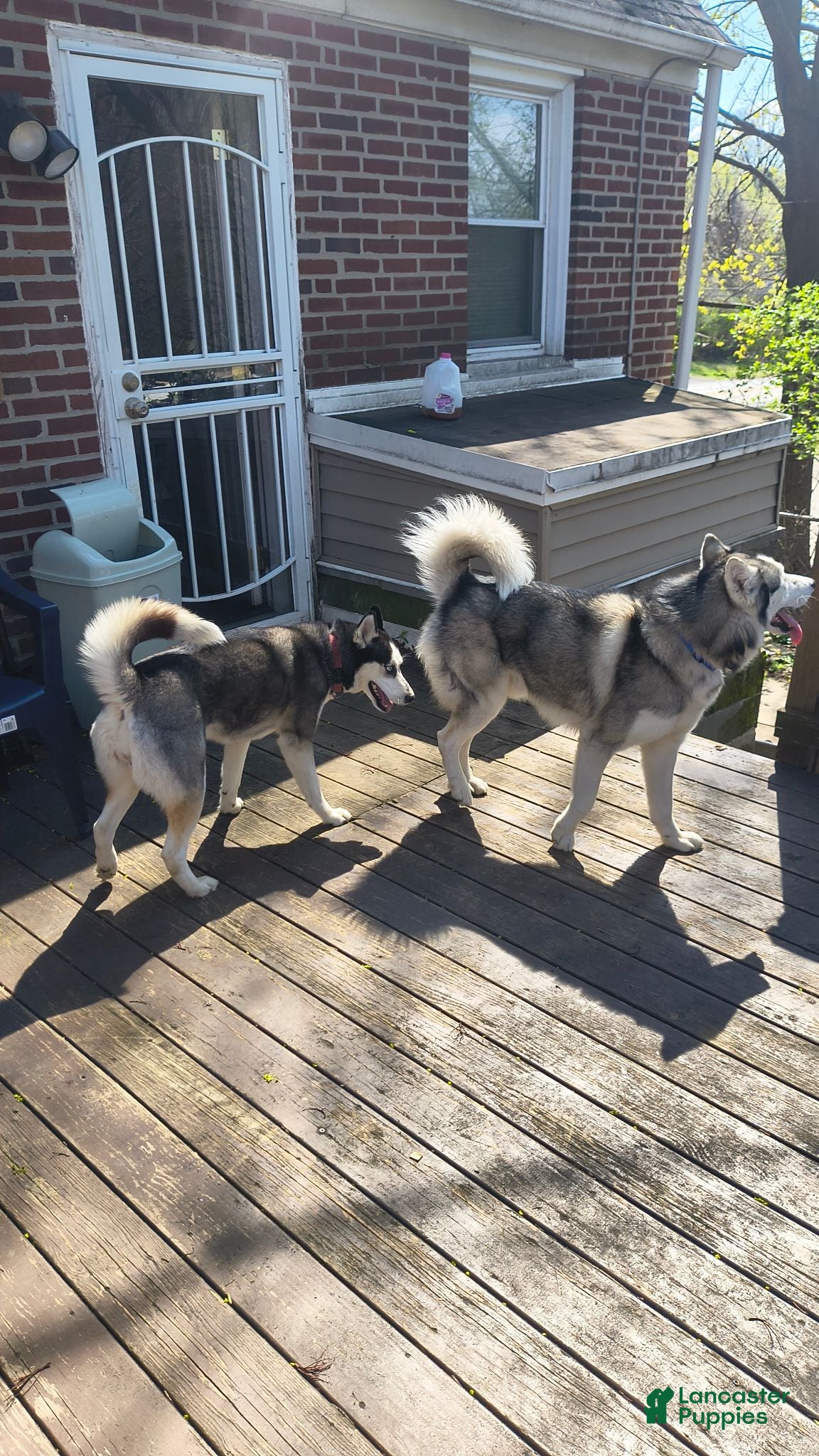 Siberian Husky dogs Siberian Husky 2 - Ad 2