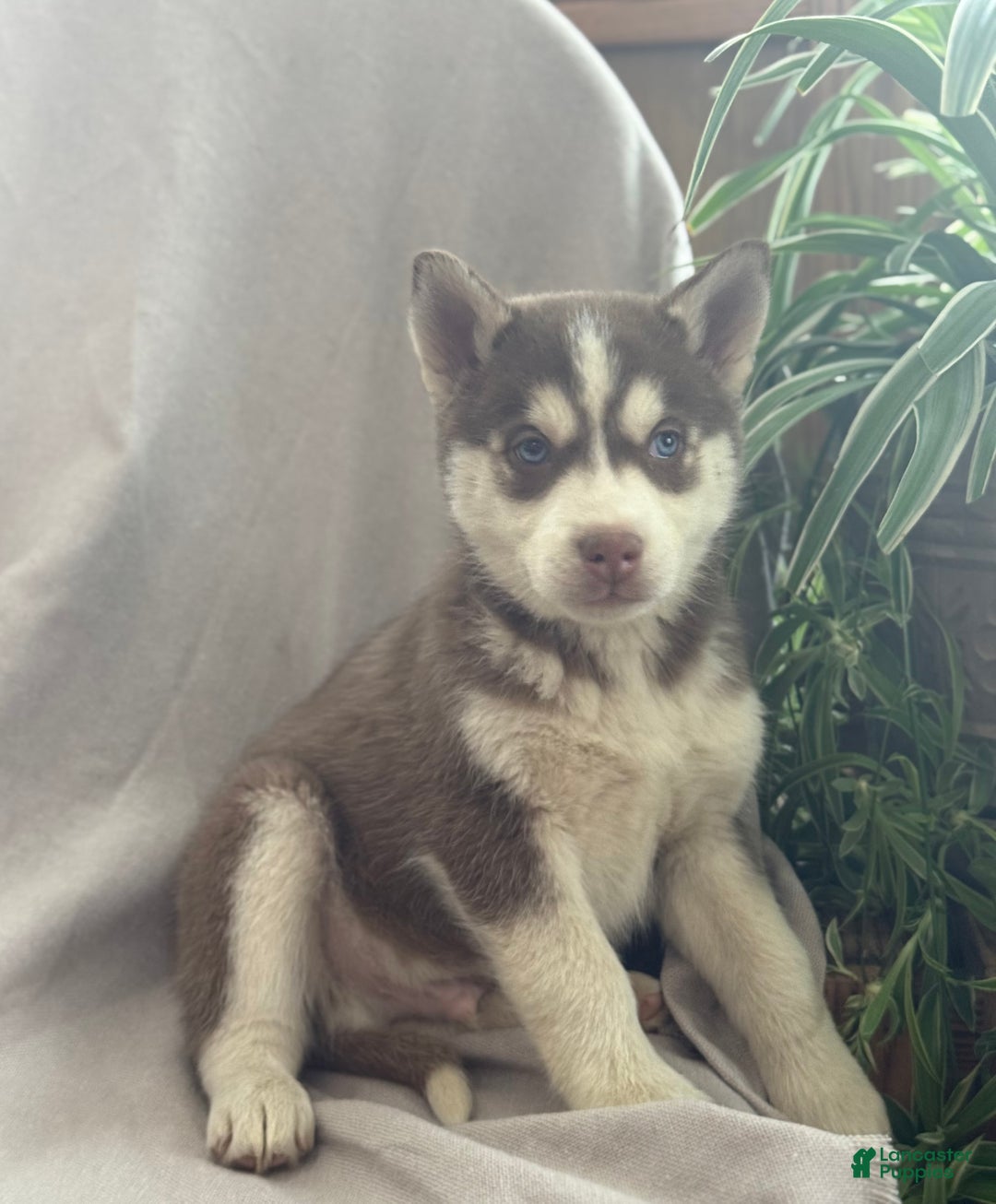 Siberian Husky dogs for sale: Louie - Ad 8