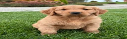 Golden Retriever dogs for sale: Remi - Ad 6