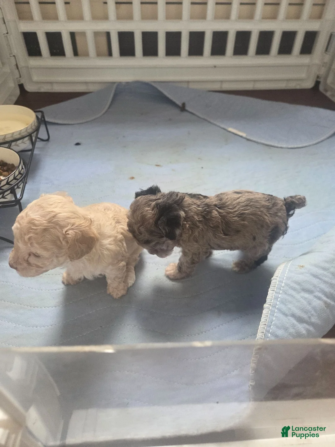 Toy Poodle dogs for sale: Toy Poodle 3 - Ad 9