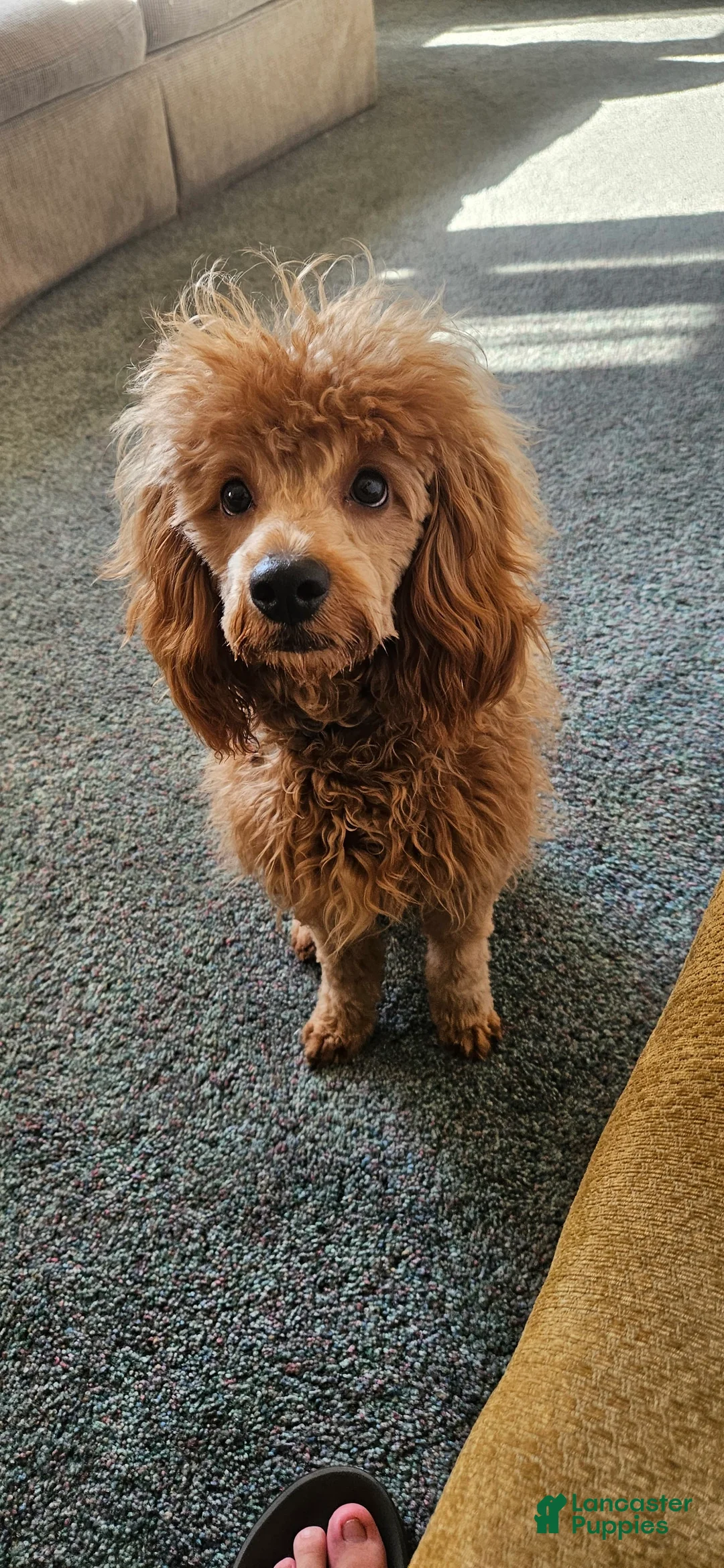 Gallery Image {{count}}