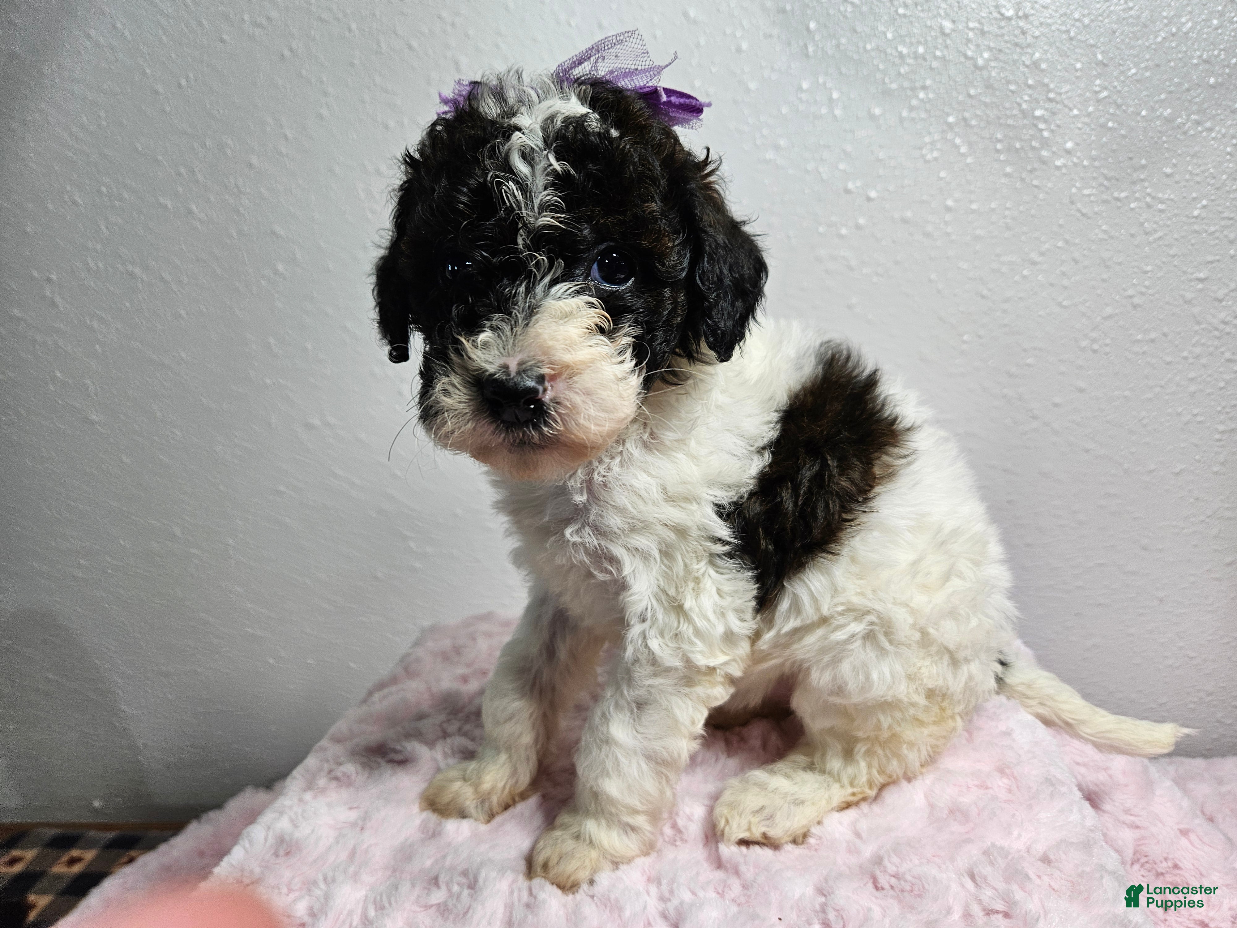 Goldendoodle dogs for sale: Katy - Ad 3