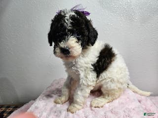 Goldendoodle dogs Katy - Ad 36