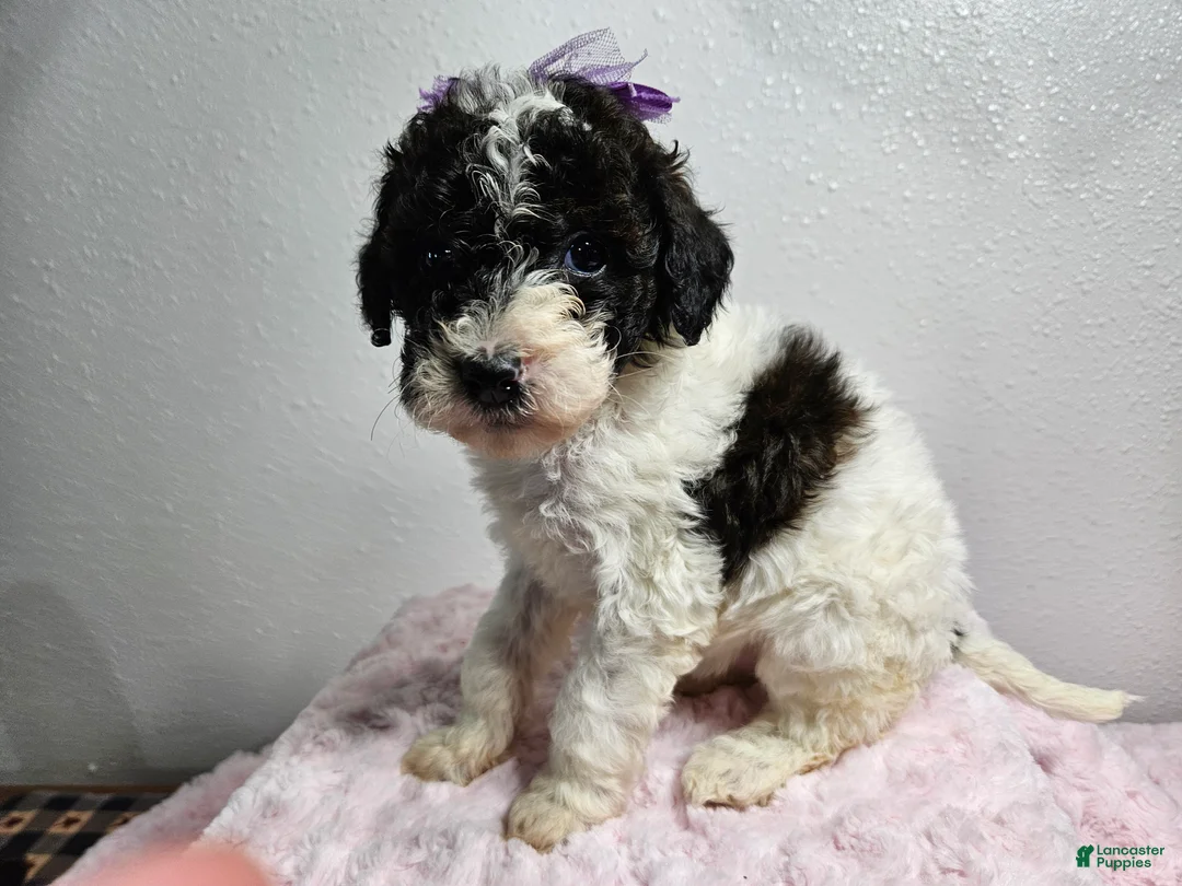 Goldendoodle dogs for sale: Katy - Ad 1