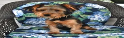 Yorkshire Terrier dogs for sale: Quinn - Ad 4