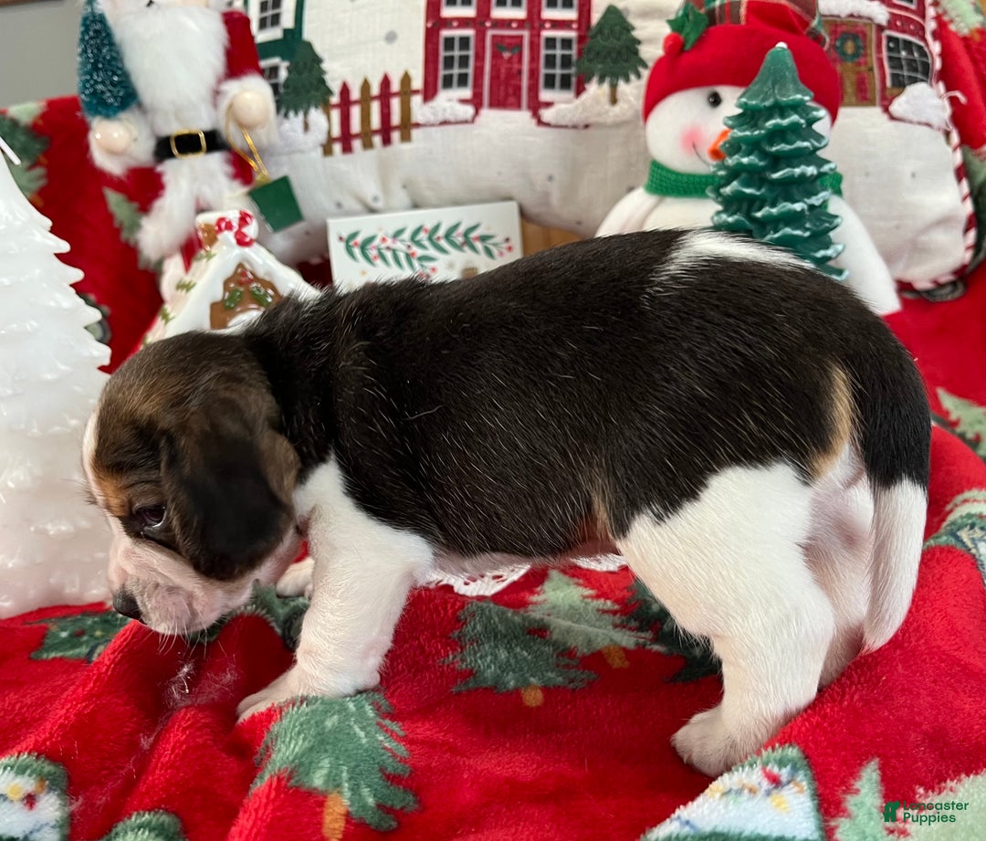 Beagle dogs for sale: Beagle Puppy 3 - Ad 2