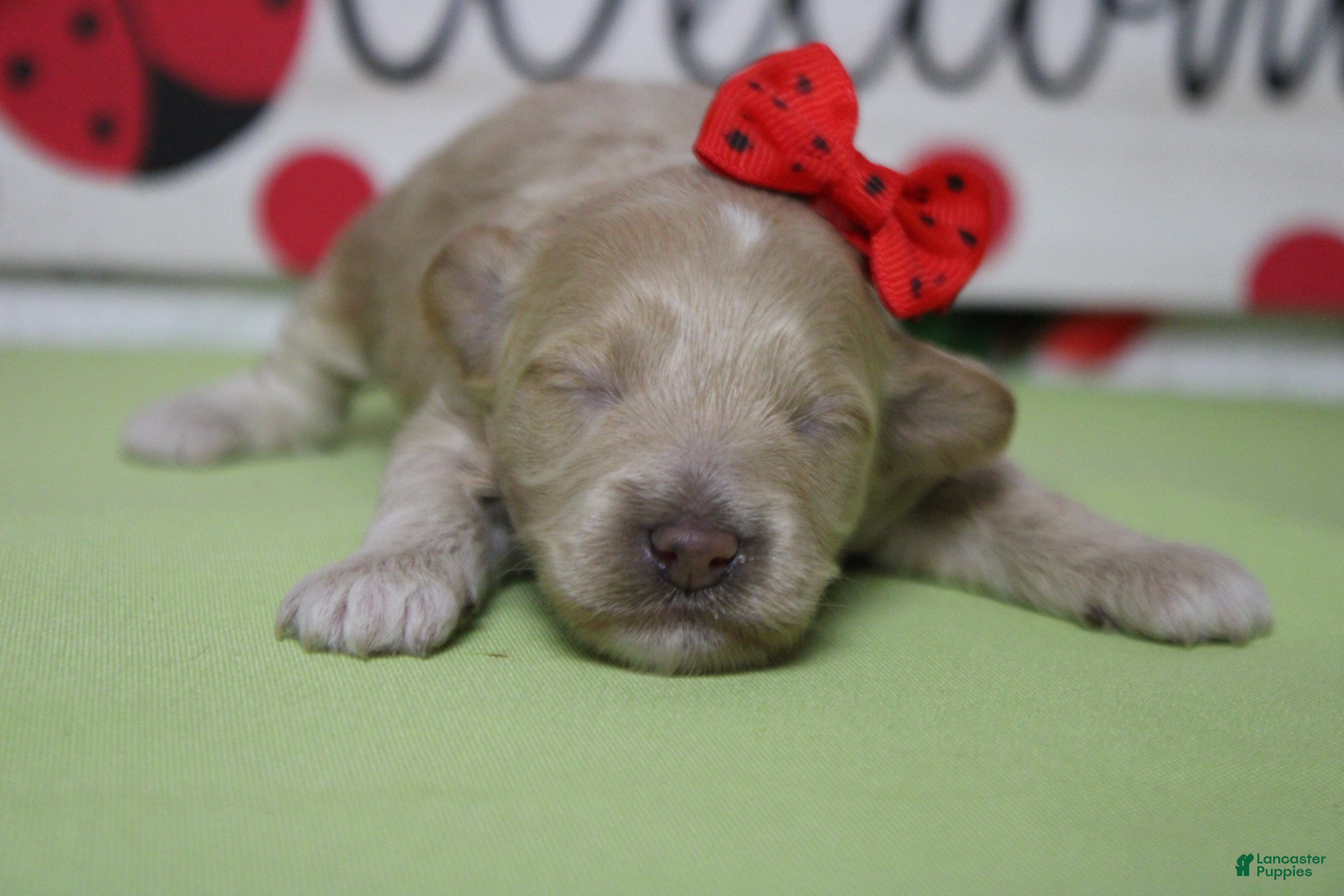 Havapoo dogs Violet - Ad 17