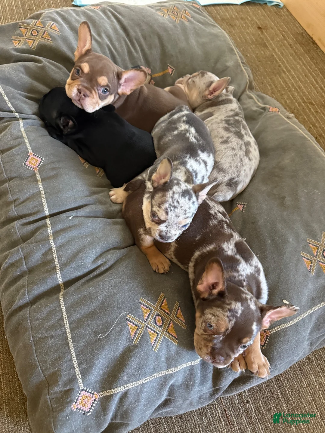 French Bulldog dogs for sale: Gus - Ad 11