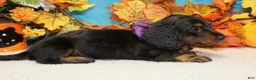 Miniature Dachshund dogs for sale: Elijah - Ad 3