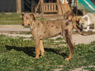 Mixed Breed dogs POL Lilac Fawn Merle F RT - Ad 1