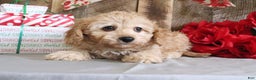 Cavapoo dogs for sale: Ronny - Ad 3