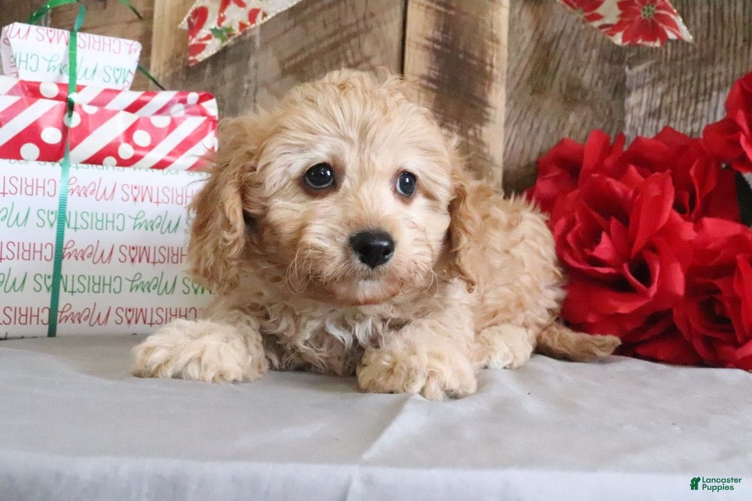 Cavapoo dogs for sale: Ronny - Ad 3