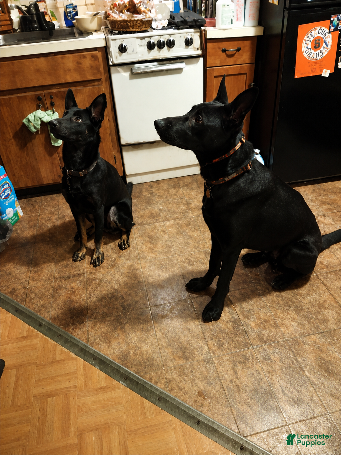 German Shepherd dogs German Shepherd 5 - Ad 23