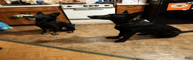 German Shepherd 5