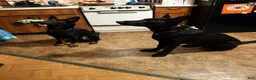 German Shepherd dogs for sale: German Shepherd 5 - Ad 1