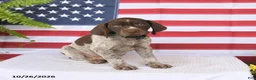 German Shorthaired Pointer dogs for sale: Thatcher - Ad 4