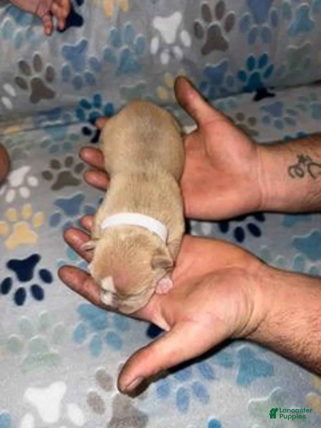 American Bully dogs for sale: FEMALE PURPLE COLLAR - Ad 15
