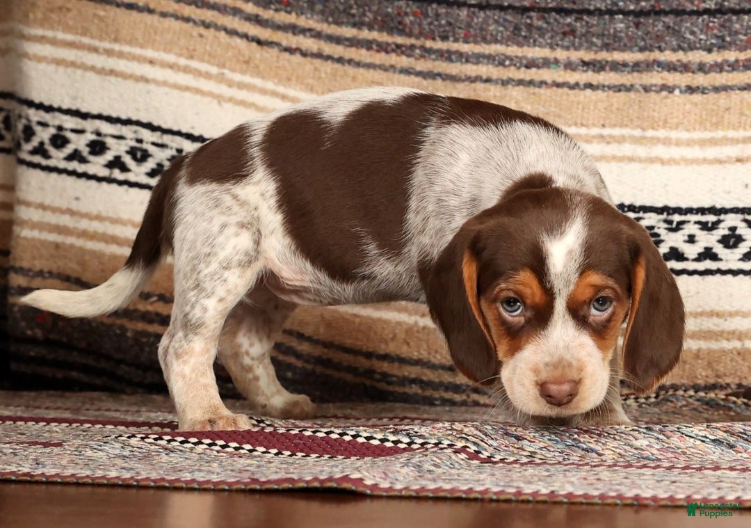 Beagle dogs for sale: Molly - Ad 5