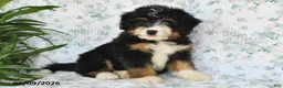 Mini Bernedoodle dogs for sale: Tony - Ad 3