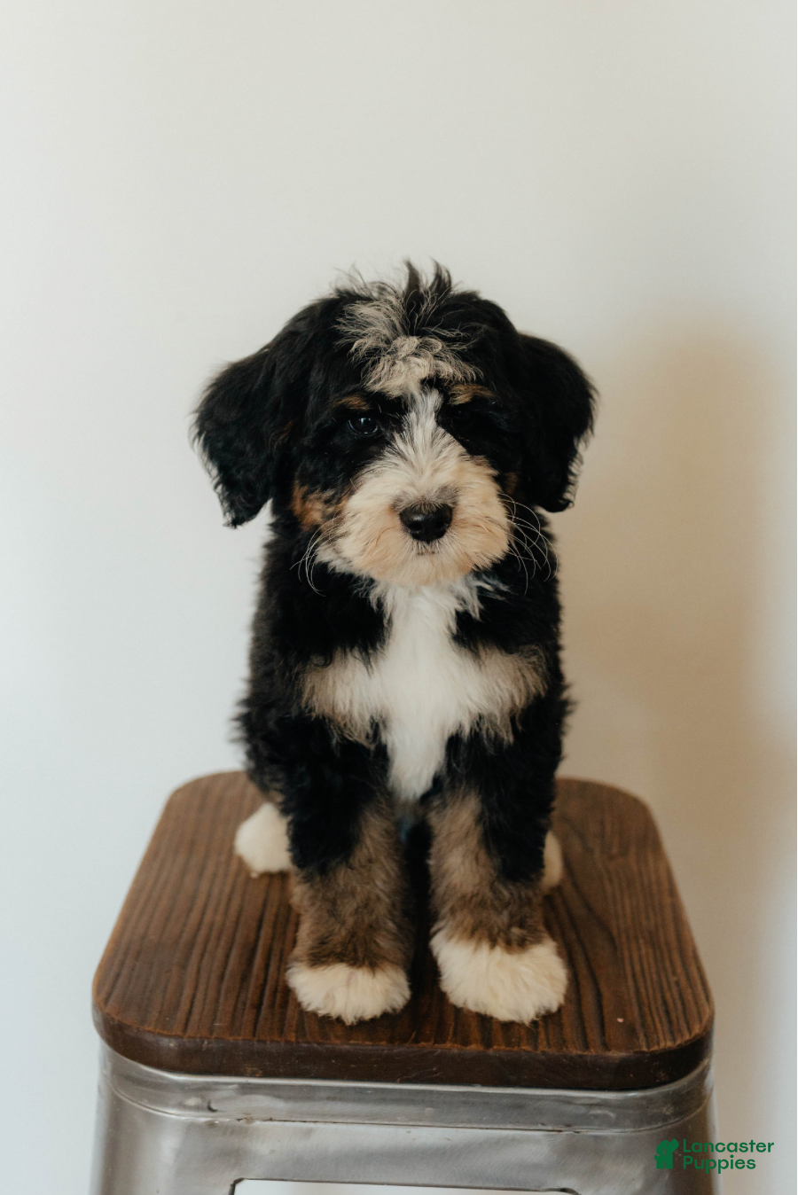 Bernedoodle dogs Medium Sized Male Bernedoodle - Hermes - Ad 2