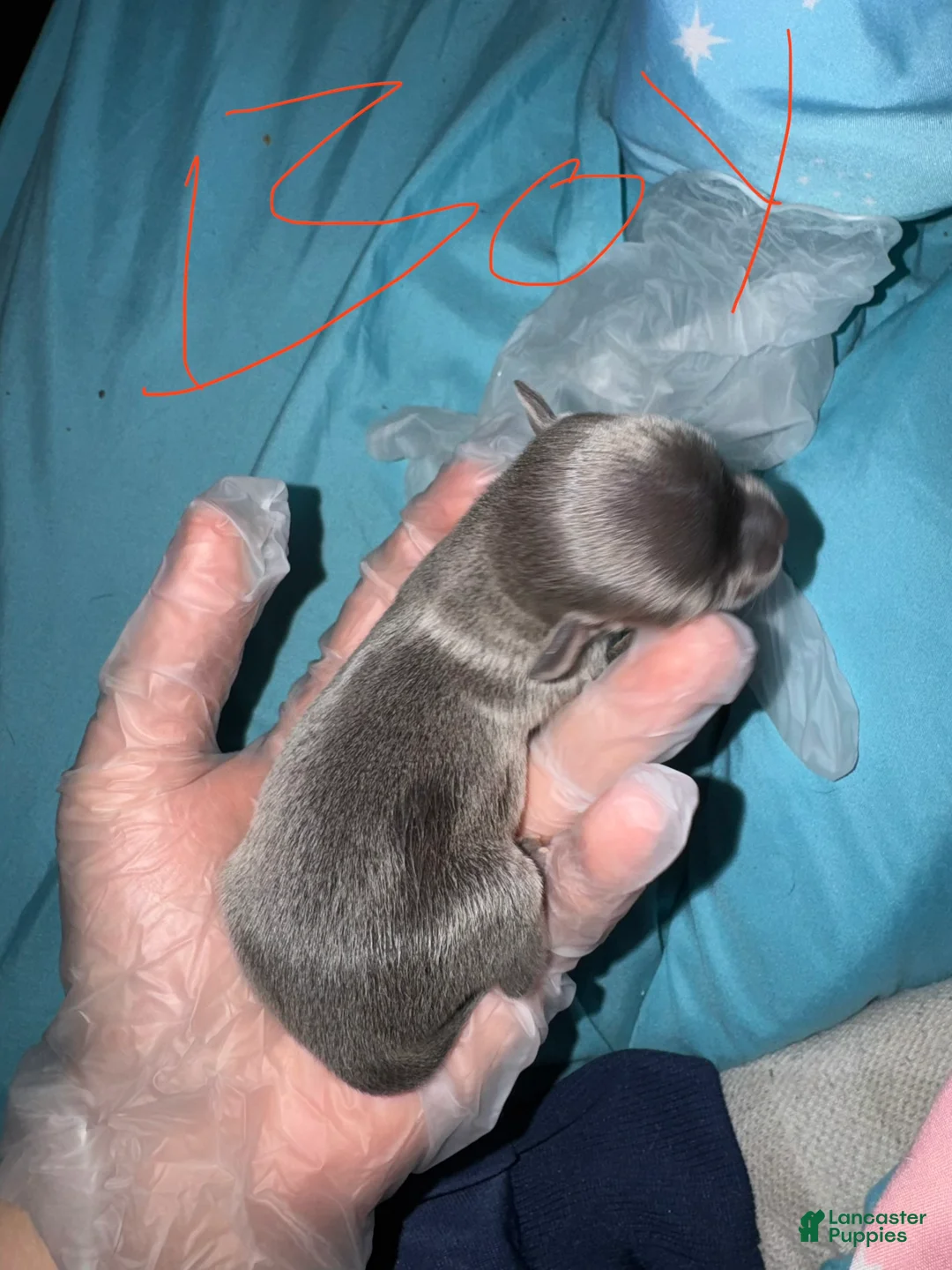Chihuahua dogs for sale: Chihuahua Puppy 1 - Ad 1