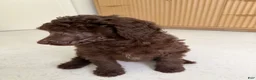 Miniature Poodle dogs for sale: Robin  - Ad 5
