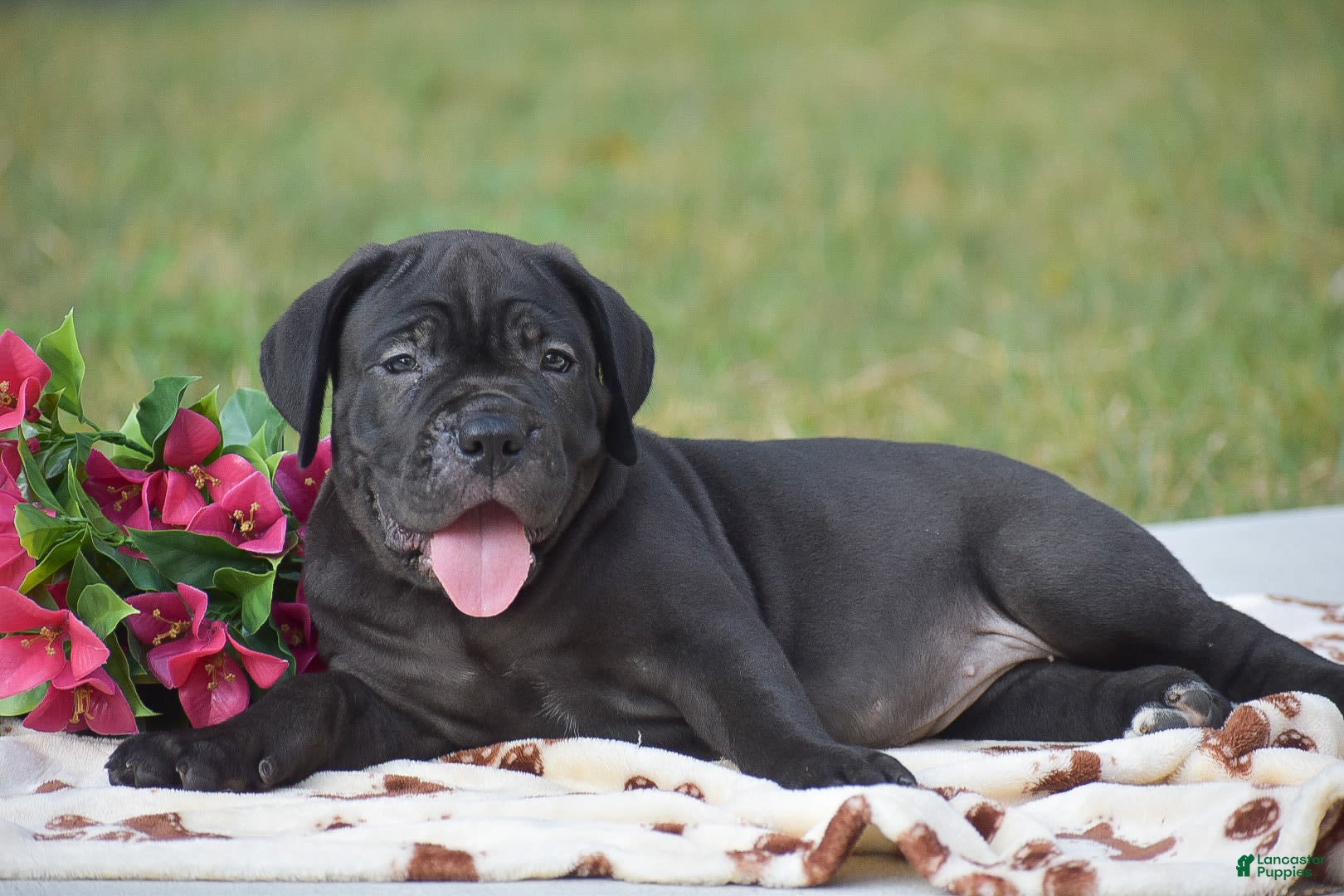 Cane Corso dogs Rebecca - Ad 21