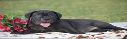 Cane Corso dogs for sale: Rebecca - Ad 1